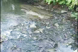 First of three photos showing the same spot in the river after cleanup.