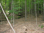 view of forest floor where an intermitent stream flows very hard in the spring