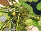 water chestnut nut growing under the rosette