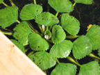 water chestnut rosette showing a small white flower