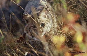 Bobcat stalking in the grassland