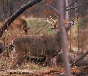 Whitetail Deer Scent Marking