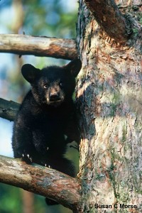 Black Bear Cub photo by Susan Morse