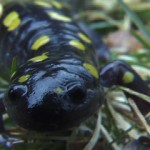 Spotted Salamander
