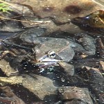 Wood Frog