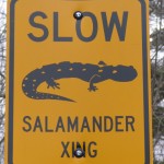 salamander sign