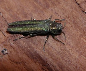 Emerald Ash Borer adult