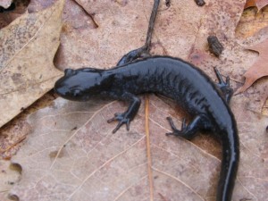 Jefferson salamander