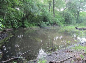 Vernal pool after remediation