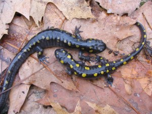 Photo of spotted salamanders, which easily absorb chemicals through their skin.