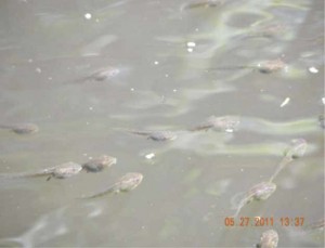 Wood frog tadpoles