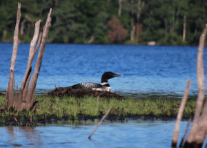 Photo of a loon on an island