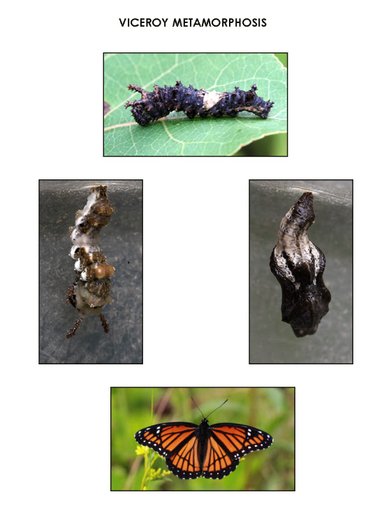 viceroy metamorphosis
