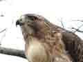 Red Tailed Hawk