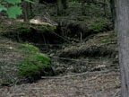 closer view showing just how deep and strong this stream must flow in the spring