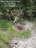 manhole with debris caught in the bushes behind it