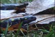spotted salamander