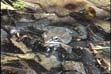 woodfrog