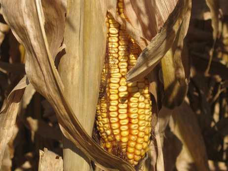 Description: Scientists say the corn rootworm is growing resistant to Bt corn.