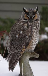 Long-eared Owl in Sheffield 1-7-10 009