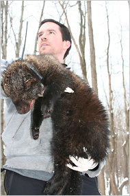 Scott LaPoint holding a tranquilized male fisher with a tracking collar.