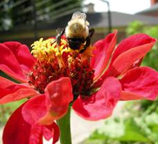 Description: Bee pollinating