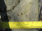 Old bear claw marks on beech tree