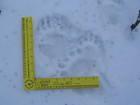 bear prints measured