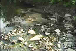 First of three photos showing Housatonic River with shopping carts, bicycles, and other trash.