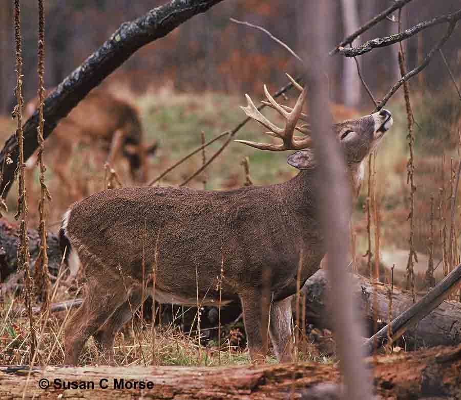 Whitetail Deer Scent Marking (photo By Susan C Morse)