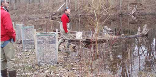 GE Completes Vernal Pool Survey.  Results Say PCB Remediation Works.