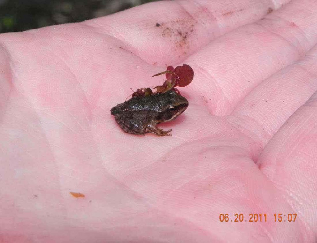 A metamorphosed wood frog