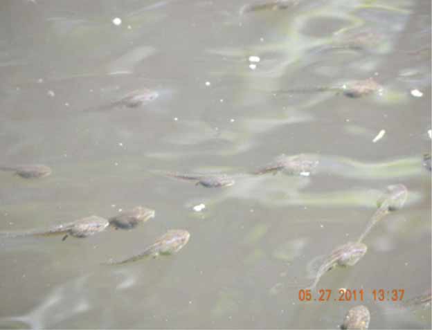 Wood frog tadpoles