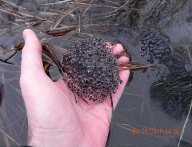 A wood frog egg mass