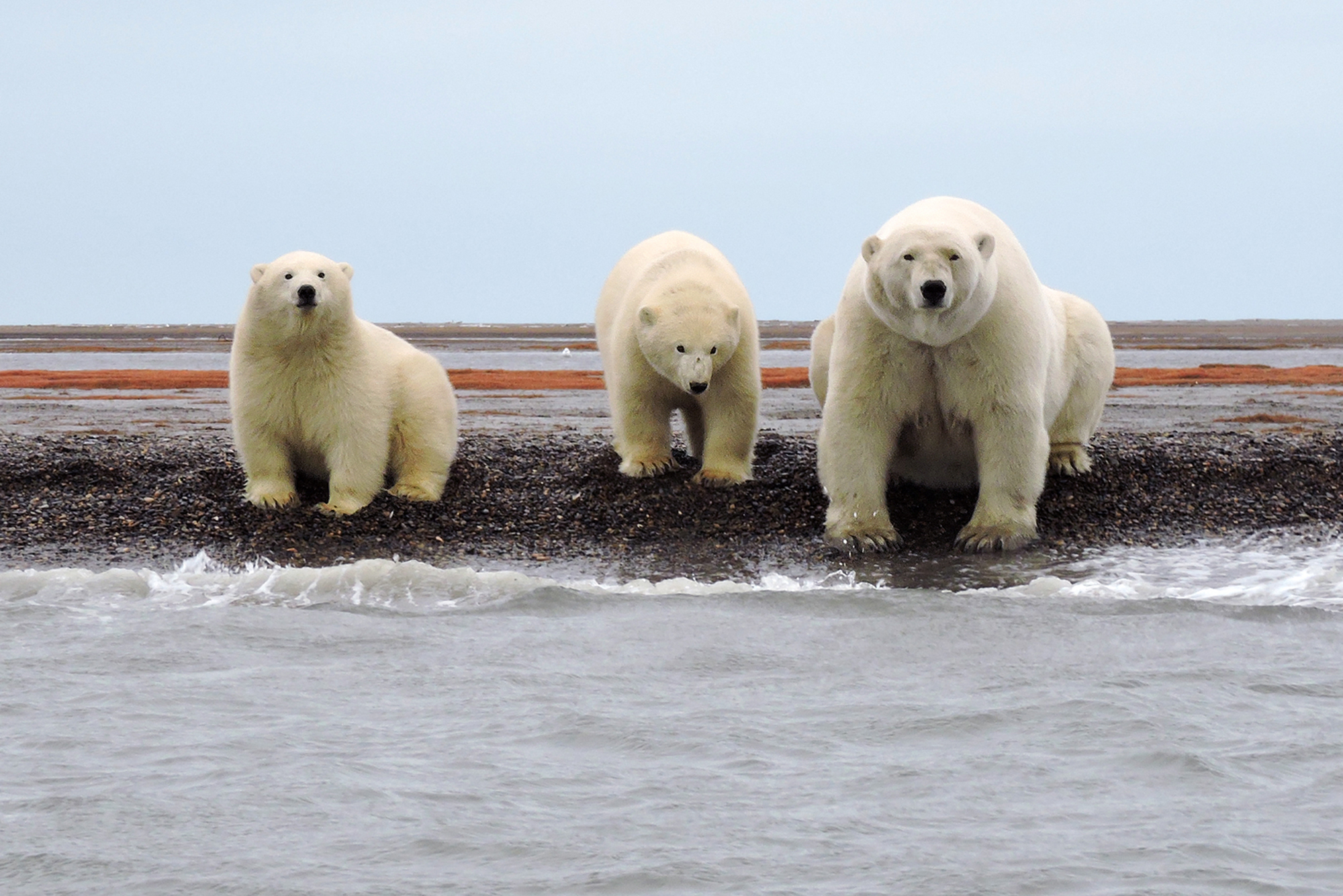 Animals of the North: What Will Climate Change Mean for Them? - Berkshire  Environmental Action Team