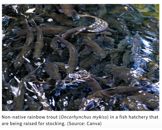 Hatchery fish
