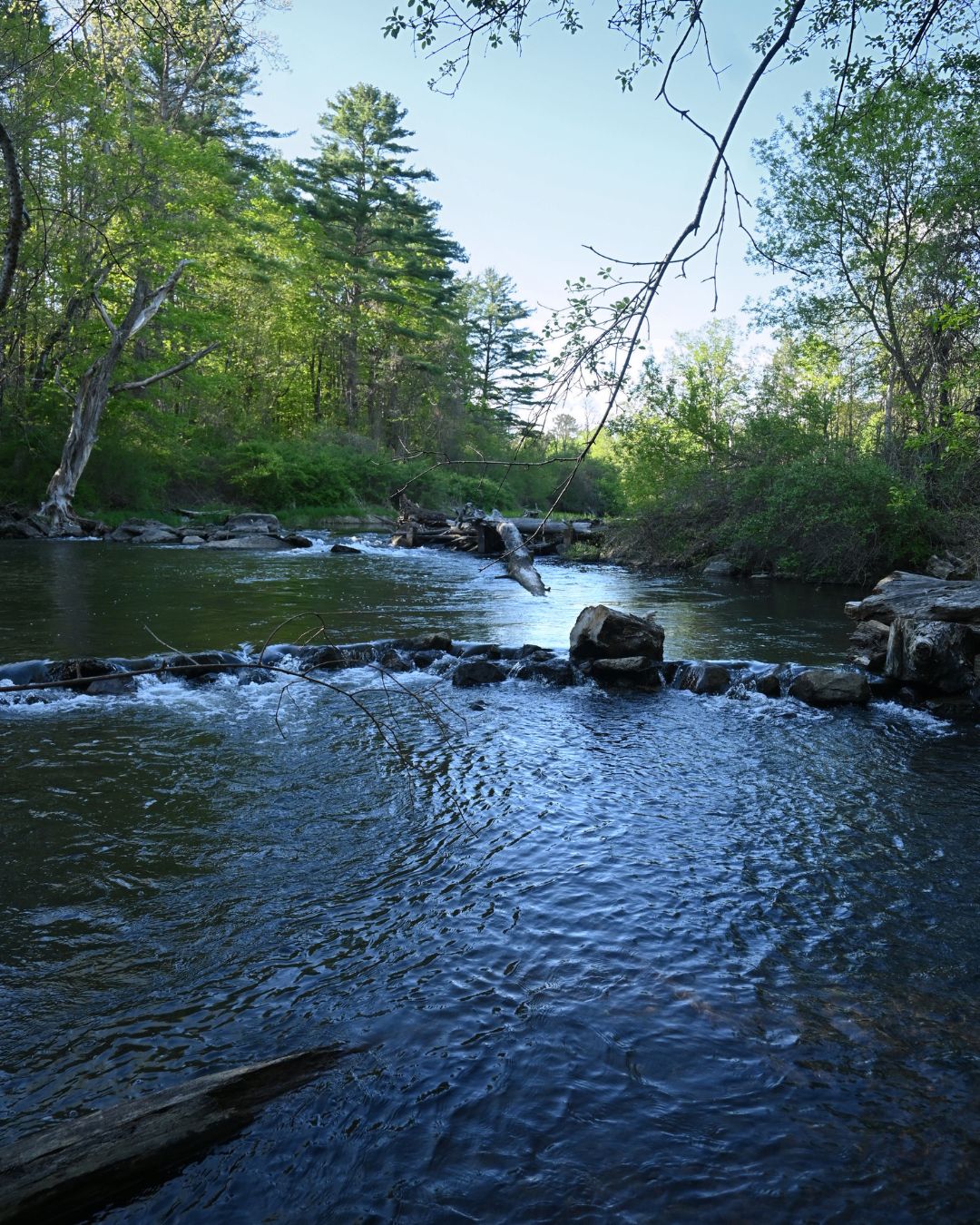 Williams River at Old Maids Park