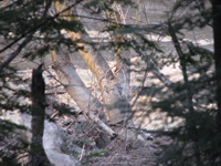 photo of stuff caught in a tree in the river