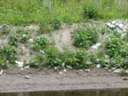 silt covering rip rap